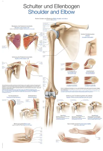 Plakat Shoulder and Elbow AL539 