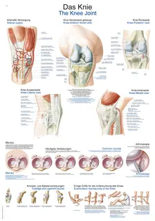 Plakat The Knee