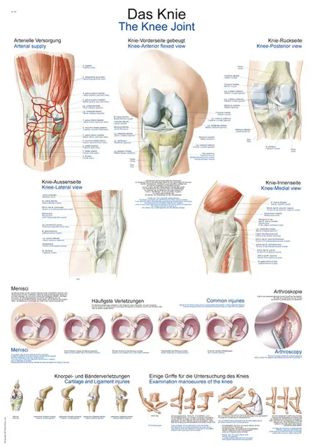 Plakat The Knee AL547 