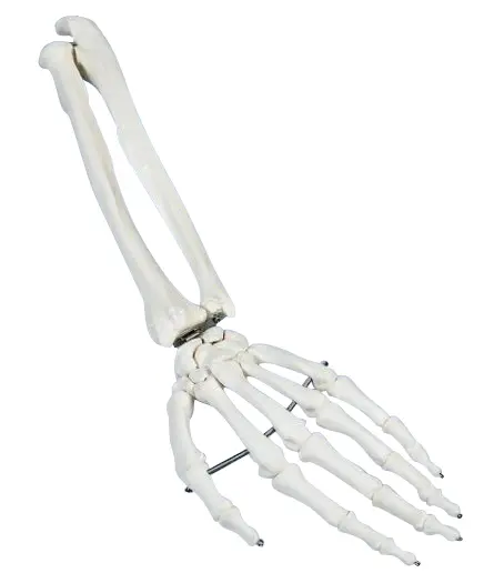 Håndskjelett 6008 