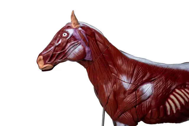 Hest 16 Deler 1/3 Naturlig Størrelse Hoppe 
