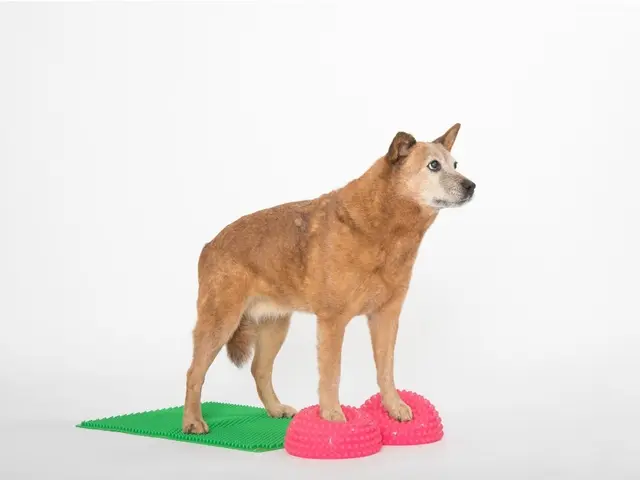 Togu Senso Balanse 16 cm 2-Pakk Grønn 