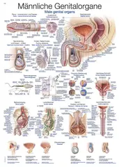 Plakat Mannlig Kj&#248;nnsorgan 70 x100 cm Plast
