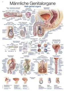 Plakat Mannlig Kj&#248;nnsorgan 70 x100 cm