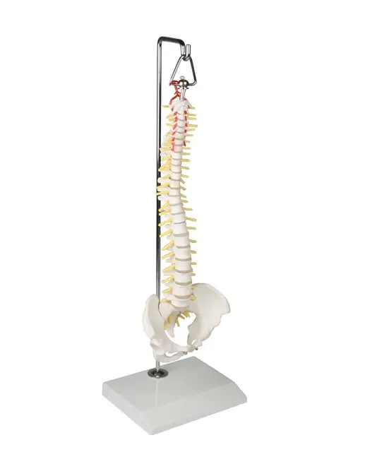 Mini Ryggsøyle 38cm 4002 Hengende på stand 