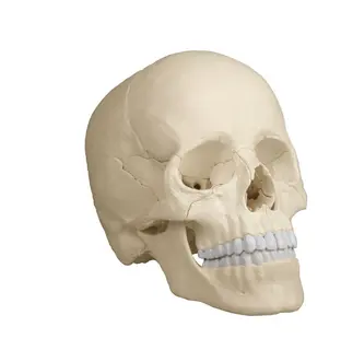 Osteopathic Hodeskalle i 22 deler. I naturlig farge