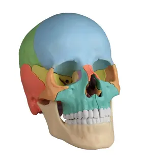 Osteopathic Hodeskalle i 22 deler. Didactical Versjon