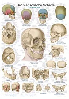 Plakat The Human Skull