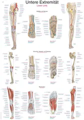 Plakat Lower Limb AL508