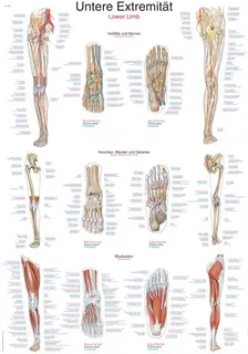 Plakat Lower Limb