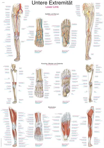 Plakat Lower Limb