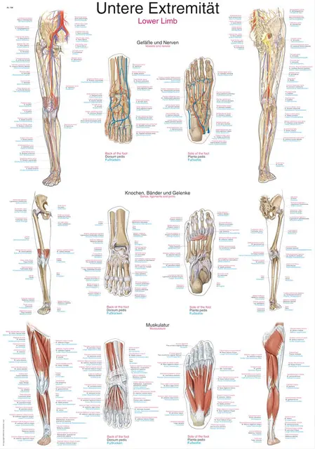 Plakat Lower Limb AL508 