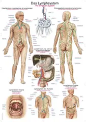 Plakat The lymphatic system AL109