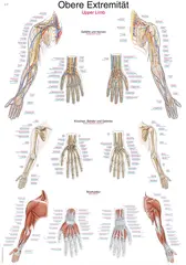 Plakat Upper Limb AL513