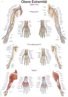 Plakat Upper Limb