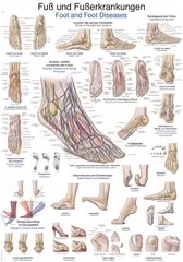 Plakat Foot and foot diseases AL528