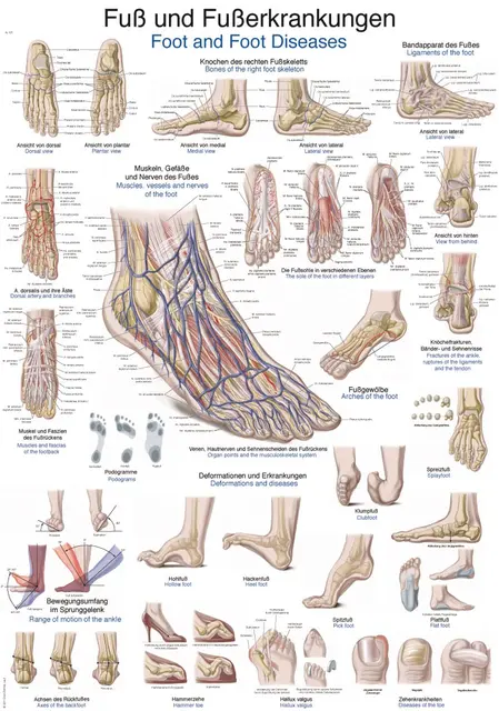 Plakat Foot and foot diseases AL528 