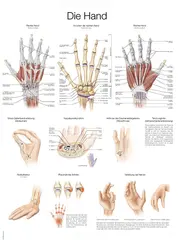Plakat Hand and Wrist AL529