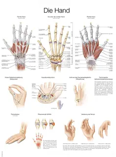 Plakat Hand and Wrist