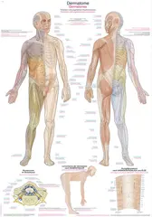 Plakat Dermatomes AL161