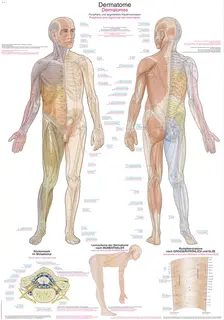 Plakat Dermatomes