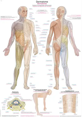 Plakat Dermatomer