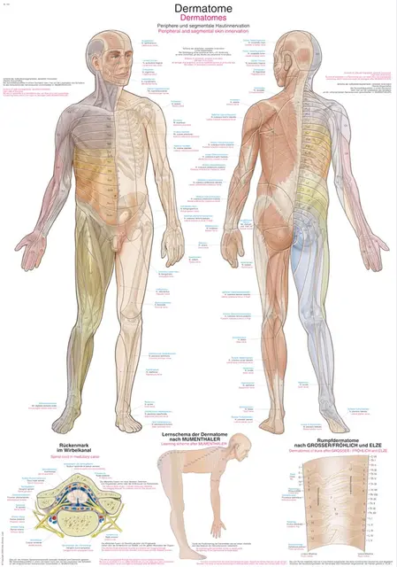 Plakat Dermatomes AL161 