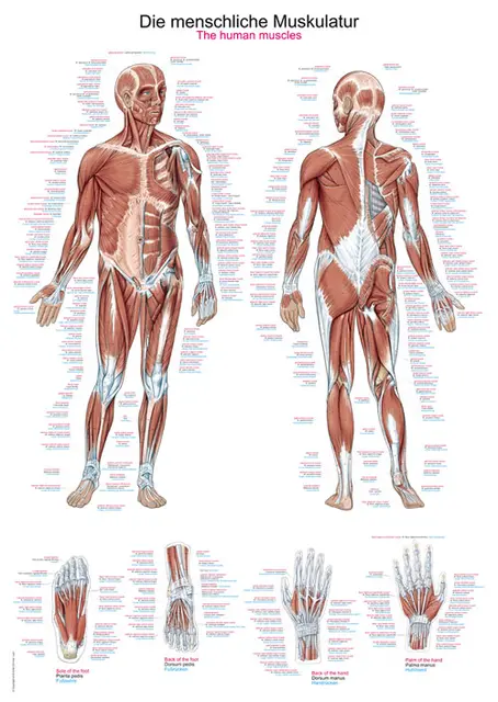 Plakat Human musculature  70 x 100 cm Plast AL100 
