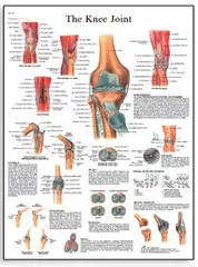 Plakat Knee Joint 50x67 cm Laminert