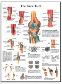 Plakat Knee Joint 50x67 cm Laminert