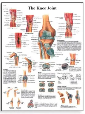 Plakat Knee Joint 50x67 cm Laminert 